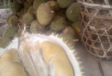 Manis dan Lezat! Durian Susu Keban Agung Jadi Primadona Musim Durian di Lahat, Yuk Cobain