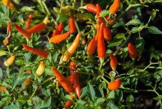 5 Daerah Penghasil Cabai Rawit Terbanyak di Sumatera Selatan 2025, Cek Apa Daerahmu Masuk Daftarnya!