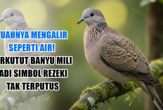 Simbol Keberuntungan! Perkutut Banyu Mili Disebut Bisa Lancarkan Rezeki Tanpa Putus