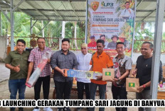 Gebrakan Baru! LP3 Luncurkan Gerakan Tumpang Sari Jagung di Banyuasin untuk Dongkrak Cuan Petani