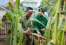 Wujudkan Komitmen TNI AD Dukung Ketahanan Pangan, Dandim 0405 Lahat Pimpin Panen Raya Jagung, Ini Hasilnya