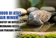 Tidur di Atas Air Minum, Perkutut Ini Dipercaya Membawa Rezeki, Panjang Umur dan Awet Muda