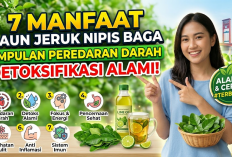 7 Manfaat Daun Jeruk Nipis Bagi Kesehatan Tubuh yang Ampuh Melancarkan Peredaran Darah dan Detoksifikasi Alami