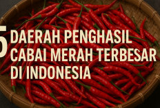 5 Daerah Penghasil Cabai Merah Terbesar di Indonesia, Pulau Jawa Tersingkir dari Posisi Puncak!
