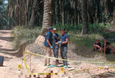 Polres Muba Usut Tuntas Penemuan Jenazah Pria di Perkebunan Sawit PT Hindoli