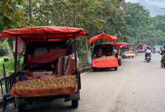 Musim Durian Berakhir, Kini Duku Jadi Primadona di Jalanan Kota Lahat, Ini Penampakannya