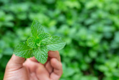 6 Manfaat Daun Mint yang Menakjubkan untuk Kesehatan, Buat Tubuh Sehat, Pikiran Segar, dan Mood Lebih Baik