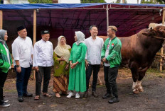 4 Sapi Limosin dan Puluhan kambing Dibagikan Grab dan OVO di Hari Raya Idul Adha
