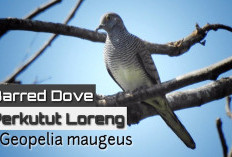 Si Eksotis dari Timur! Mengenal Lebih Dekat Perkutut Loreng Sumba dan Timor