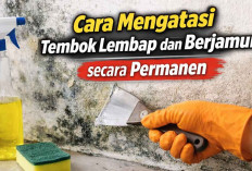 Cara Mengatasi Tembok Lembap dan Berjamur secara Permanen dan Bahayanya!