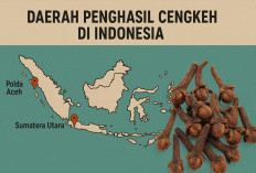 Wow! Inilah 7 Daerah Penghasil Cengkeh Terbesar di Indonesia yang Menguasai Pasar Dunia