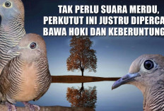 Tak Perlu Suara Merdu, Perkutut Ini Justru Dipercaya Bawa Hoki dan Keberuntungan