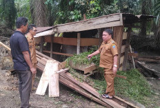 KEREN! 20 Persen Ketahanan Pangan Pemdes Keban Jaya Lahat Berupa Pengadaan Sapi, Ini Kata Kades