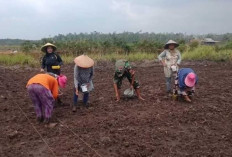 Dukung Program Kasad, TMMD Kodim Basel Tanam Jagung Hibrida dan Kacang Tanah Bersama Warga Desa Penutuk