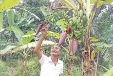 Heboh! Pisang Berbuah Aneh Ditemukan Warga Tanjung Aman OKU Timur