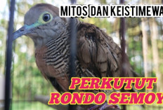 Mitos dan Keistimewaan Burung Perkutut Rondo Semoyo, Ini Ciri dan Harganya!