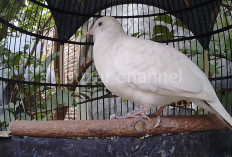 Bukan Sembarang Burung! 6 Mitos Burung Perkutut Putih yang Konon Bisa Membawa Rezeki dan Penjaga Rumah