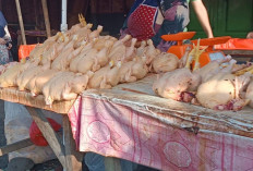 Harga Ayam di Curup Rejang Lebong Turun Pasca Lebaran