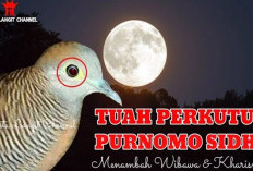 Tuah Purnomo Sidhi, Perkutut Katuranggan yang Dipercaya Meningkatkan Kewibawaan dan Kehormatan Pemilik