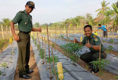 Musim Kemarau Tak Halangi Kodim Lahat, 1.000 Pohon Cabe Tumbuh Subur, Ini Penampakannya 