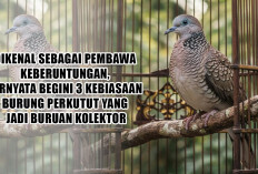 Dikenal sebagai Pembawa Keberuntungan, Ternyata Begini 3 Kebiasaan Burung Perkutut yang Jadi Buruan Kolektor