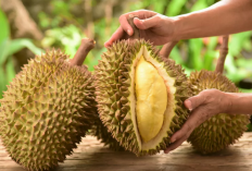 Bahaya Mengonsumsi Makanan dan Minuman Ini Bareng Durian, Bisa Berakibat...