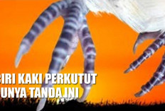 Langsung Angkut! Jika Ciri Kaki Perkutut Punya Tanda Ini, Itu Artinya Dia Katuranggan Istimewa