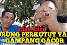 CATAT! Inilah Tanda-Tanda Burung Perkutut Mudah Gacor dan Cara Perawatan Efektif untuk Maksimalkan Suaranya