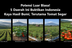 Potensi Luar Biasa! 5 Daerah Ini Buktikan Indonesia Kaya Hasil Bumi, Terutama Tomat Segar