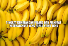 Tingkat Kematangan Pisang dan Manfaat Kesehatannya yang Perlu Kamu Tahu!