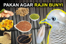 8 Pakan Burung Perkutut Terbaik Agar Kicauan Merdu dan Makin Gacor