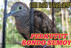 Bikin Penasaran! 5 Burung Perkutut Ini Katanya Bisa Bawa Kaya Raya