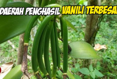 Wangi yang Mendunia, 7 Daerah Penghasil Vanili Terbesar di Indonesia