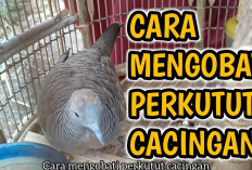 Jangan Sepelekan! Ini Tips Jitu Atasi Perkutut Cacingan agar Cepat Pulih, Gacor, dan Ga Nular ke Burung Lain