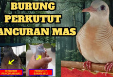Keistimewaan Burung Perkutut Pancuran Mas, Inilah Tiga Ciri Khas yang Membedakan!