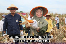 281 Kilometer dari Palembang, Wakil Walikota Cantik ini Ikut Panen Raya Jagung Serentak Bersama Kapolri
