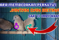 Cara Membedakan Perkutut Jantan dan Betina di Ombyokan, Pilih yang Seperti Ini!
