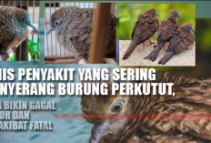 Waspada! Ini Jenis Penyakit yang Sering Menyerang Burung Perkutut, Bisa Bikin Gagal Gacor dan Berakibat Fatal