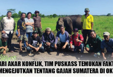 Cari Akar Konflik, Tim Puskass Temukan Fakta Mengejutkan tentang Gajah Sumatera di OKI