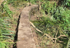 4 Tahun Terbengkalai, Saatnya Tebat Wangi Pagarjati Lahat Siap Dukung Swasembada Pangan, Ini Kata Kades