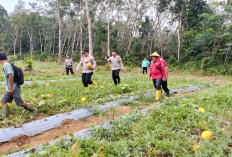 Pemdes Kemang Tanduk Panen Semangka dan Melon di Lahan Tumpang Sari, Dukung Program Ketahanan Pangan 