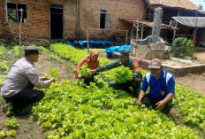 Wah! Ada Pembinaan Sayur Mayur di Wilayahnya, Apa Tujuan Babinsa Kodim Lampung Utara Ini!