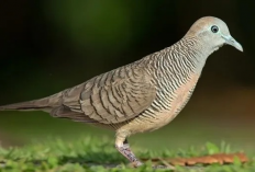 Mitos Perkutut Bunyi Jam 1 Malam, Pertanda Bakal Datang Musibah?