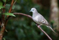 5 Jenis Perkutut Katuranggan Paling Populer, Tuahnya Istimewa