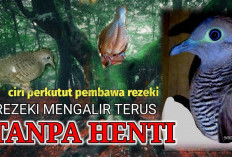 3 Jenis Perkutut yang Dipercaya Membawa Rezeki dan Keberuntungan Bagi Pemiliknya