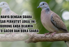 Pancingan Maut! Hanya Dengan Suara Besar Perkutut Lokal Ini, Burung Anda Dijamin Auto Gacor dan Buka Suara