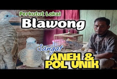 Perkutut Blawong, Burung Istimewa yang Dipercaya Membawa Kekuatan Spiritual