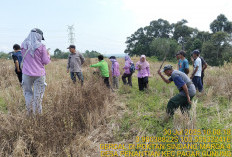 MONCER! Dinas TPHP Lahat 'Perangi' Hama Tikus Gunakan Cara Tradisional, Intip Yuk