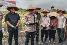 Datang ke Ogan Ilir, Kapolda Sumsel Panen Raya Jagung Kuartal IV Dukung Swasembada Pangan Nasional
