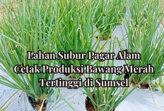 Lahan Subur Pagar Alam, Cetak Produksi Bawang Merah Tertinggi di Sumsel